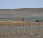 Охота на сурка июль 2013 г.(Челябинская область)