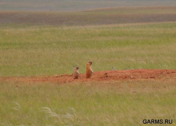Охота на сурка июль 2013 г.(Челябинская область)