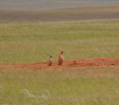 Охота на сурка июль 2013 г.(Челябинская область)