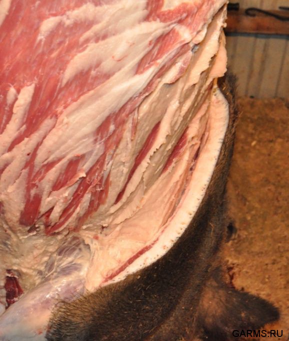 Охота на кабана август 2013 г.(Челябинская область)