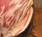 Охота на кабана август 2013 г.(Челябинская область)