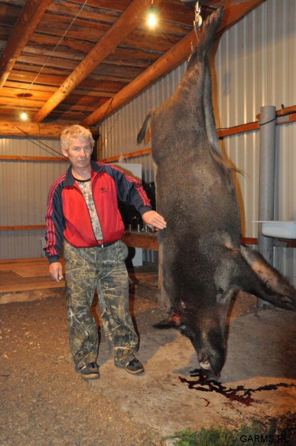 Охота на кабана август 2013 г.(Челябинская область)