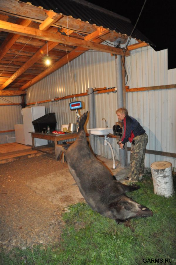 Охота на кабана август 2013 г.(Челябинская область)