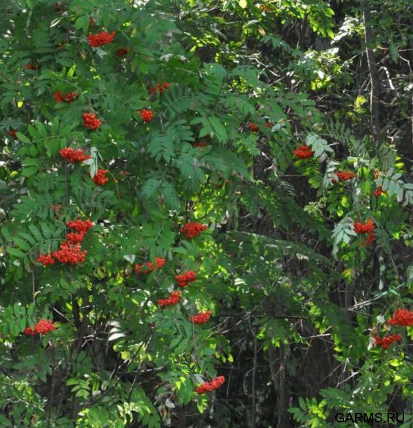 Охота на кабана август 2013 г.(Челябинская область)