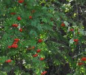 Охота на кабана август 2013 г.(Челябинская область)