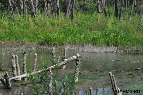 Охота на кабана август 2013 г.(Челябинская область)