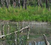 Охота на кабана август 2013 г.(Челябинская область)