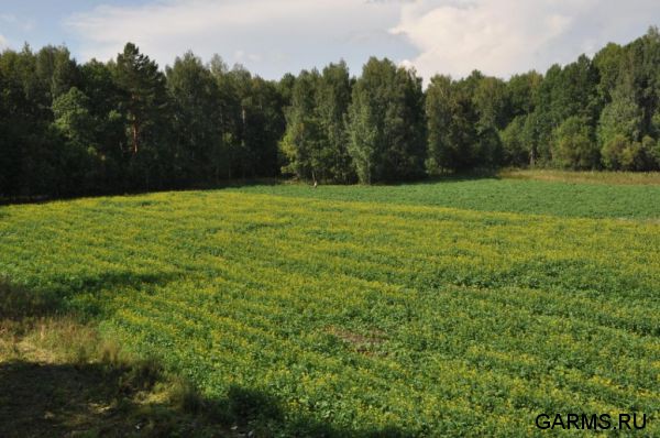 Охота на кабана август 2013 г.(Челябинская область)