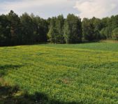 Охота на кабана август 2013 г.(Челябинская область)