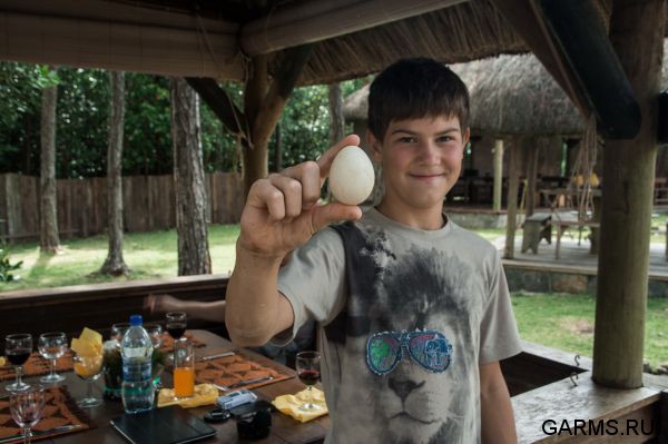 Охота на Яванского оленя ноябрь 2013 г (Маврикий)