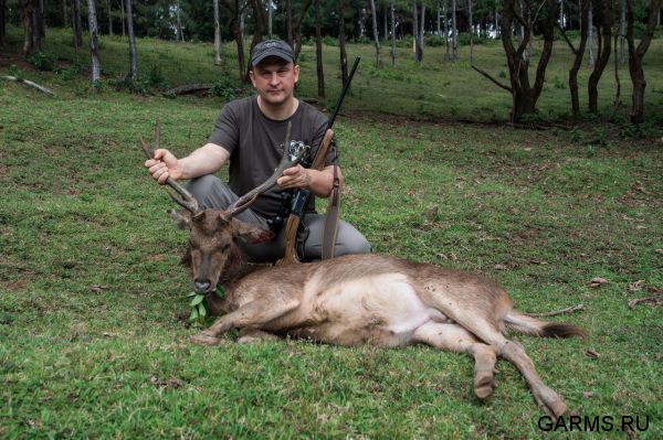 Охота на Яванского оленя ноябрь 2013 г (Маврикий)