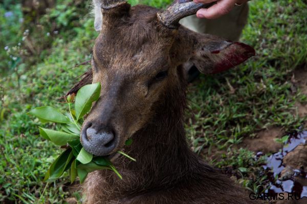 Охота на Яванского оленя ноябрь 2013 г (Маврикий)
