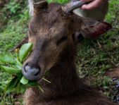 Охота на Яванского оленя ноябрь 2013 г (Маврикий)