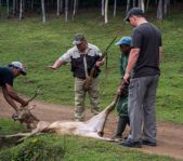 Охота на Яванского оленя ноябрь 2013 г (Маврикий)