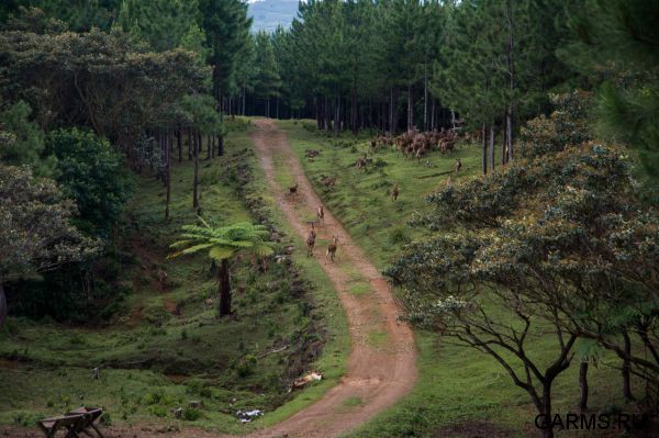 Охота на Яванского оленя ноябрь 2013 г (Маврикий)