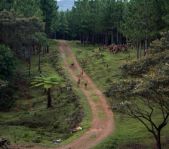 Охота на Яванского оленя ноябрь 2013 г (Маврикий)