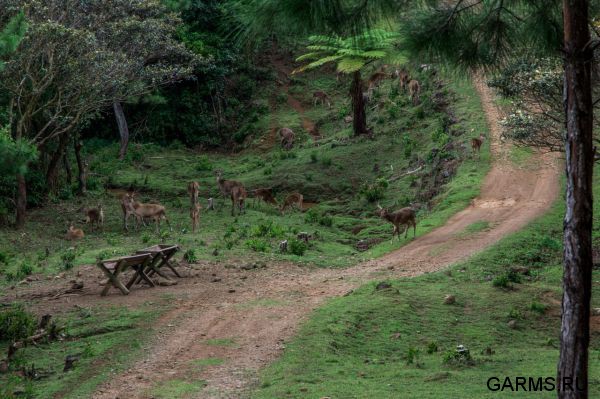 Охота на Яванского оленя ноябрь 2013 г (Маврикий)