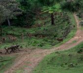 Охота на Яванского оленя ноябрь 2013 г (Маврикий)