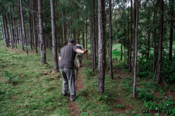 Охота на Яванского оленя ноябрь 2013 г (Маврикий)