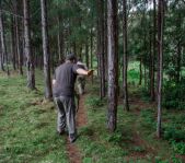 Охота на Яванского оленя ноябрь 2013 г (Маврикий)