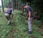 Охота на Яванского оленя ноябрь 2013 г (Маврикий)