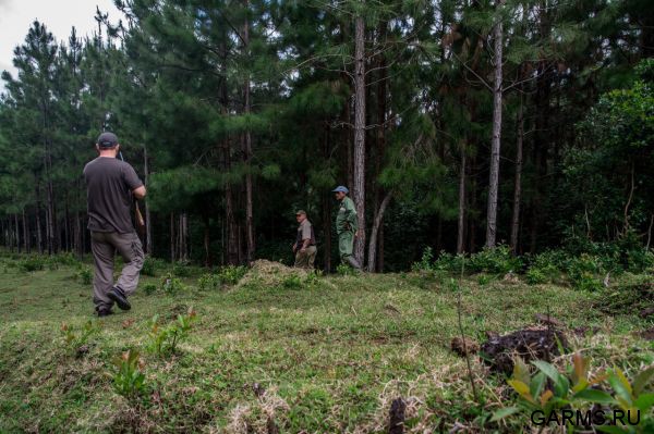 Охота на Яванского оленя ноябрь 2013 г (Маврикий)