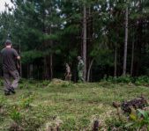 Охота на Яванского оленя ноябрь 2013 г (Маврикий)