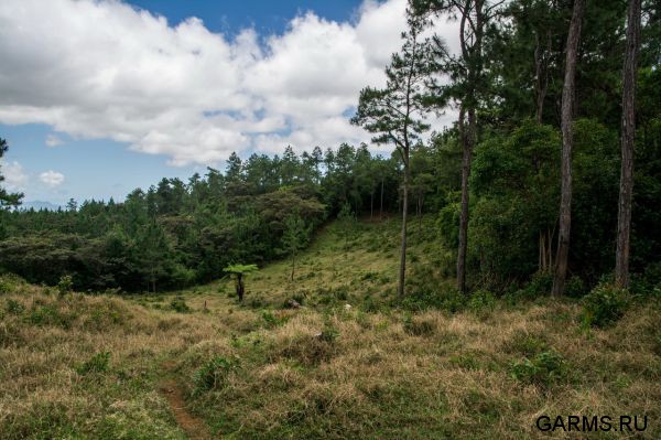 Охота на Яванского оленя ноябрь 2013 г (Маврикий)