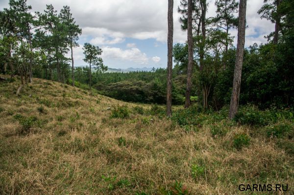 Охота на Яванского оленя ноябрь 2013 г (Маврикий)