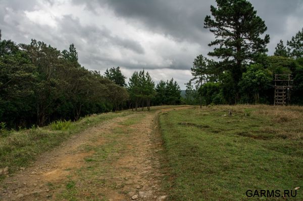 Охота на Яванского оленя ноябрь 2013 г (Маврикий)