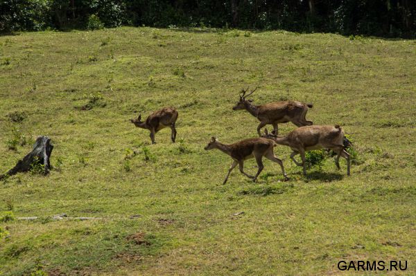 Охота на Яванского оленя ноябрь 2013 г (Маврикий)