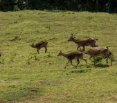 Охота на Яванского оленя ноябрь 2013 г (Маврикий)