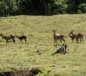 Охота на Яванского оленя ноябрь 2013 г (Маврикий)