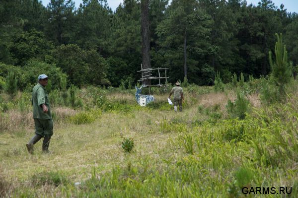 Охота на Яванского оленя ноябрь 2013 г (Маврикий)