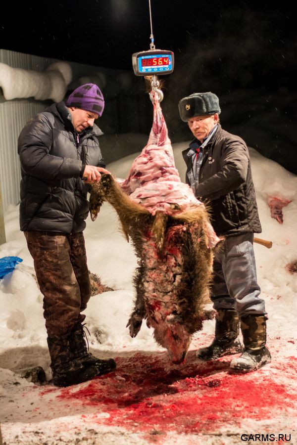 Охота на кабана и зайца январь 2014 г. (Челябинская обл.)