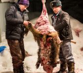 Охота на кабана и зайца январь 2014 г. (Челябинская обл.)