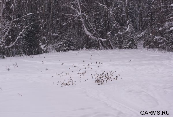 Охота на кабана и зайца январь 2014 г. (Челябинская обл.)
