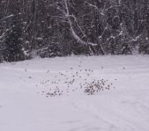 Охота на кабана и зайца январь 2014 г. (Челябинская обл.)