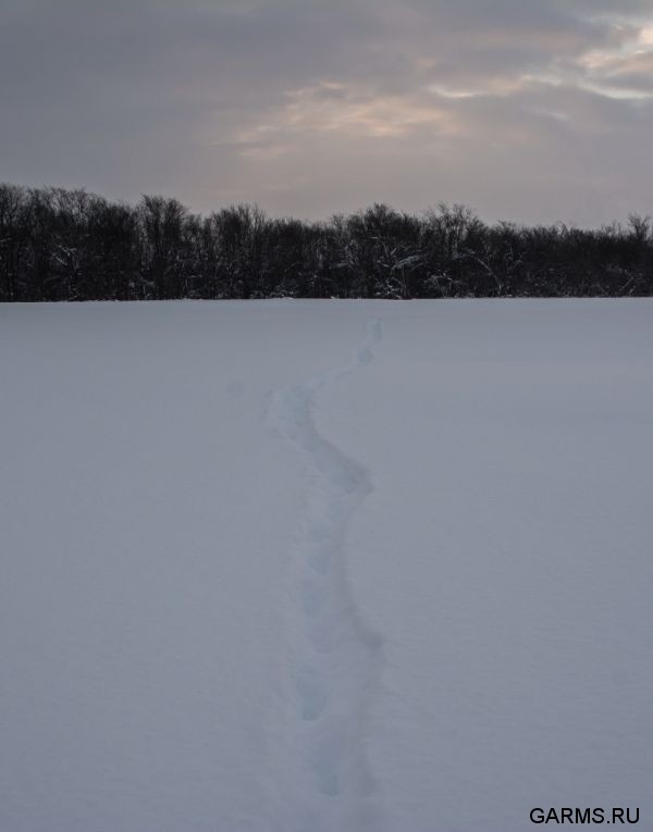 Охота на кабана и зайца январь 2014 г. (Челябинская обл.)