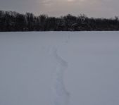 Охота на кабана и зайца январь 2014 г. (Челябинская обл.)