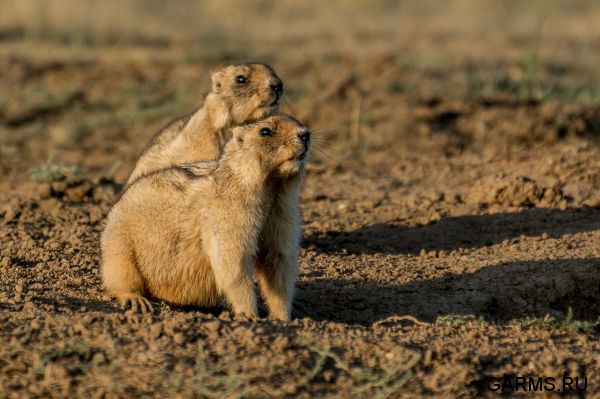 Охота на сурка июль 2014 г.(Челябинская область)