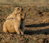 Охота на сурка июль 2014 г.(Челябинская область)