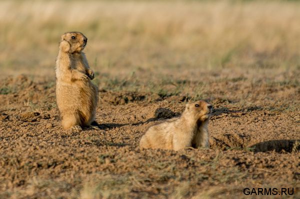 Охота на сурка июль 2014 г.(Челябинская область)