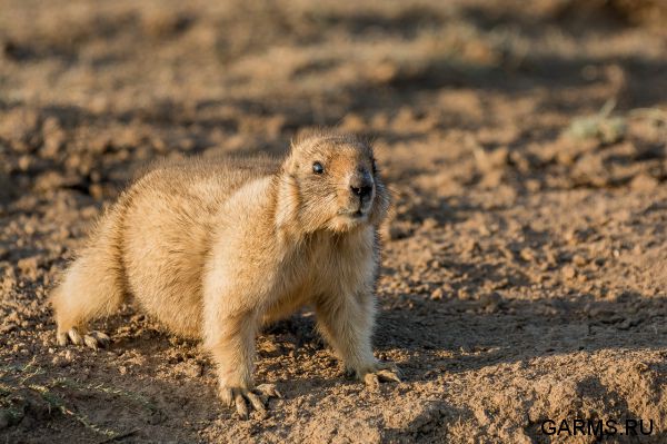 Охота на сурка июль 2014 г.(Челябинская область)