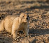 Охота на сурка июль 2014 г.(Челябинская область)