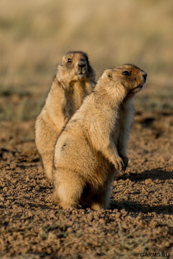 Охота на сурка июль 2014 г.(Челябинская область)