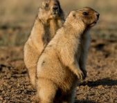 Охота на сурка июль 2014 г.(Челябинская область)