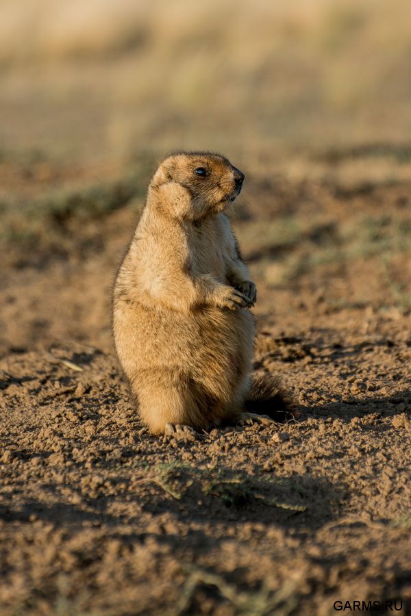 Охота на сурка июль 2014 г.(Челябинская область)