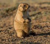 Охота на сурка июль 2014 г.(Челябинская область)