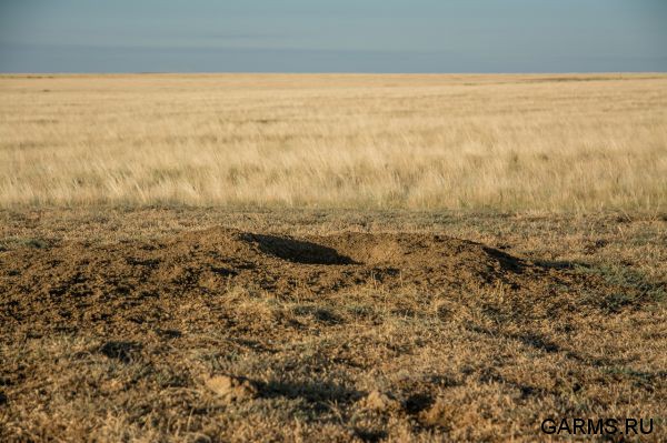 Охота на сурка июль 2014 г.(Челябинская область)